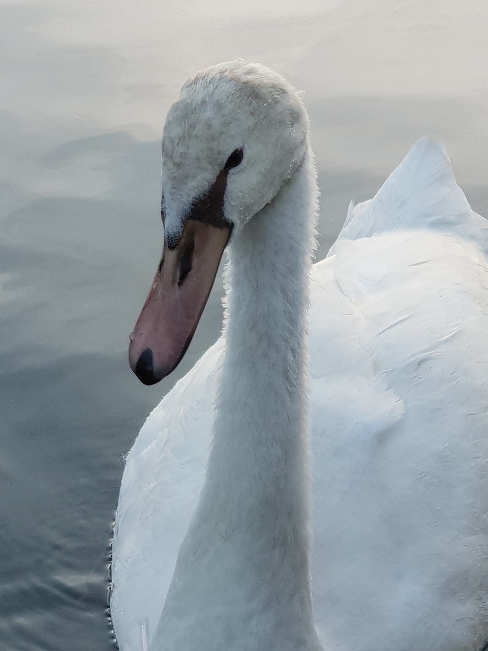 swan  young swan  water free photo