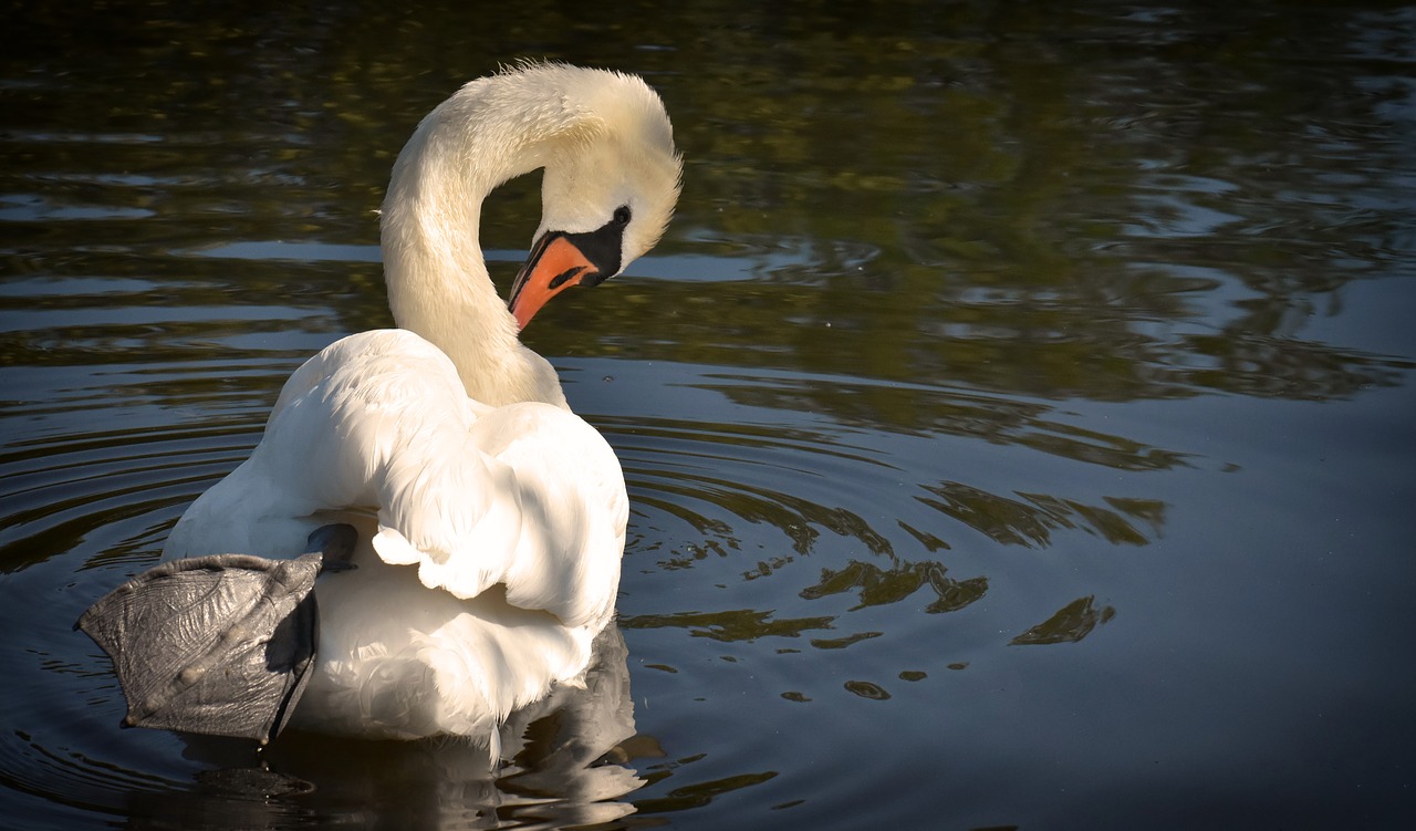 swan  elegant  noble free photo