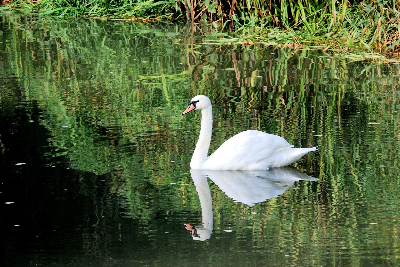 swan white elegance free photo