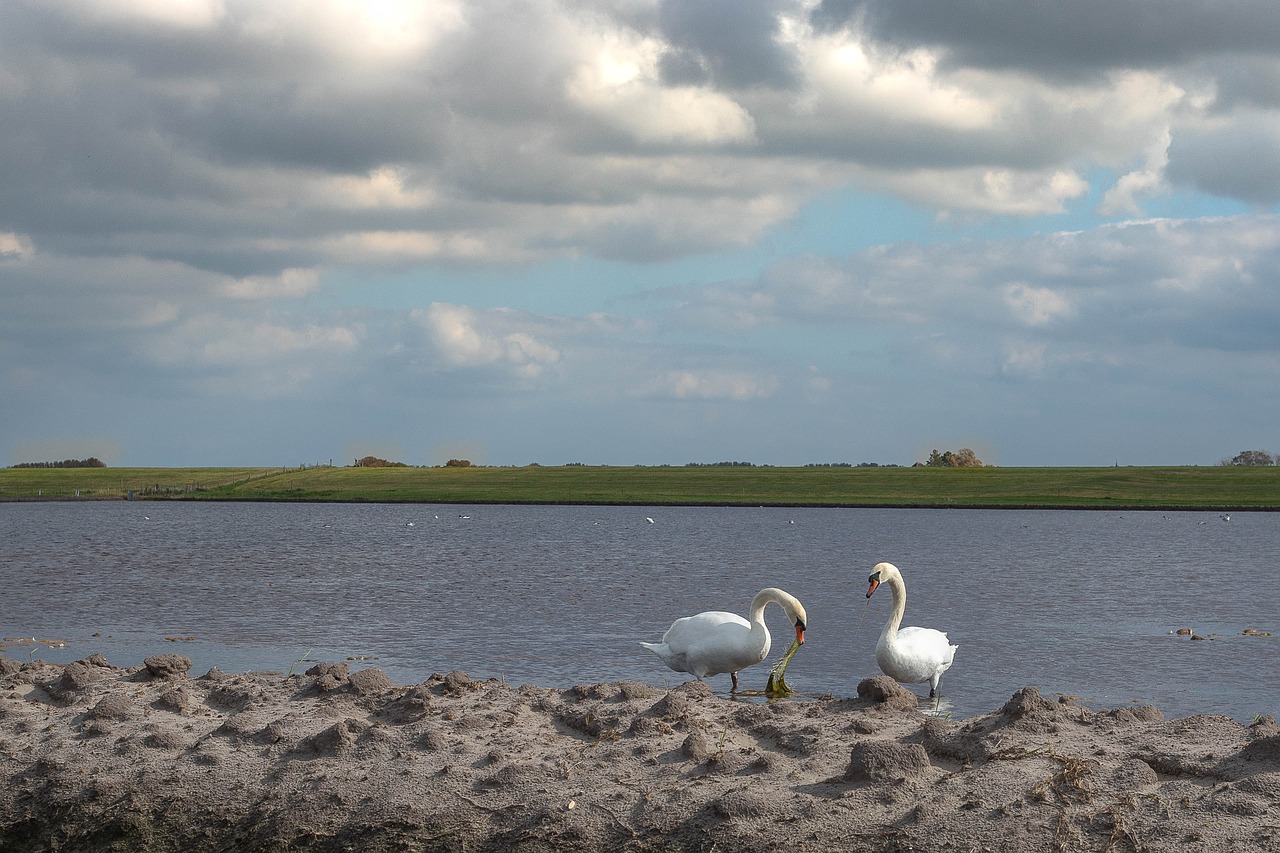 swan  swans  water free photo