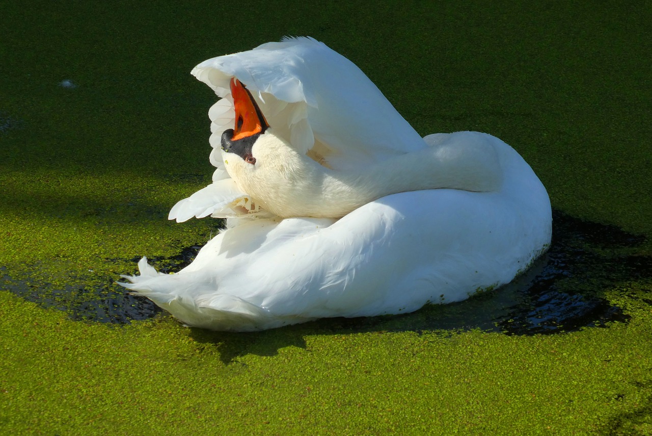 swan  ditch  feathers free photo