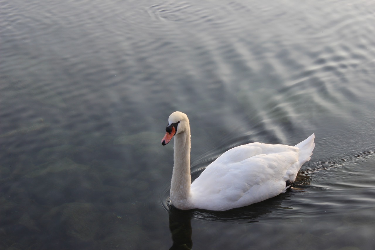 swan  nature  lake free photo