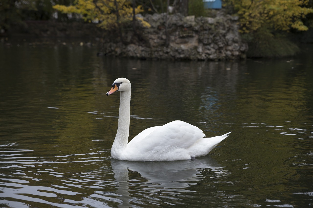 swan  white  beauty free photo