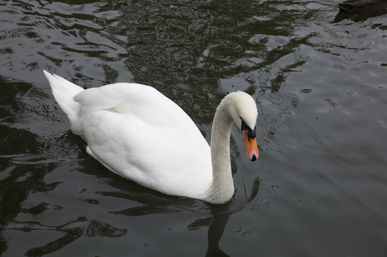 swan  beauty  elegant free photo