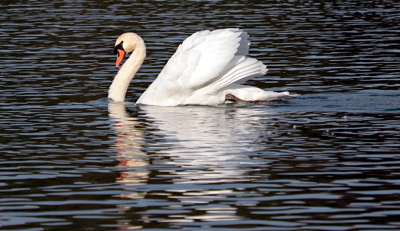 swan  water  nature free photo