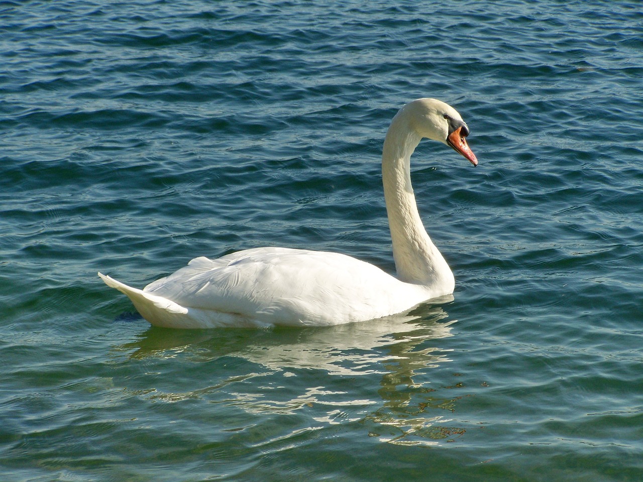 swan  water bird  elegant free photo