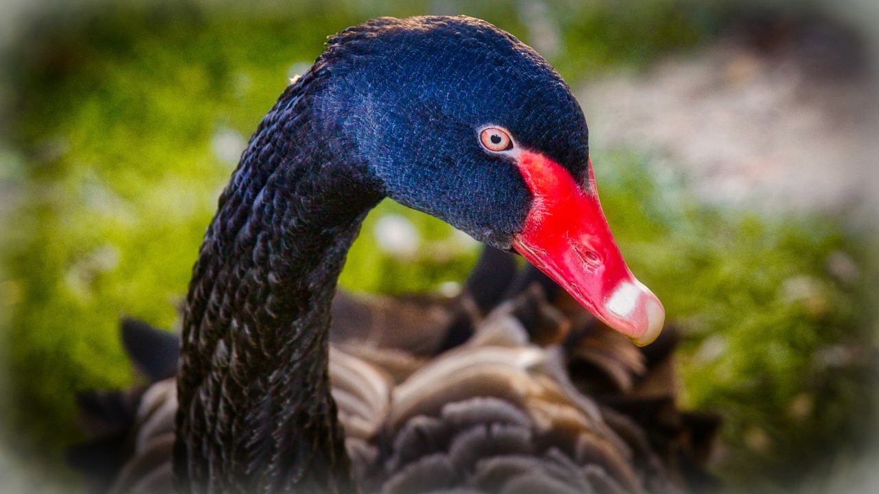 swan  black  water bird free photo