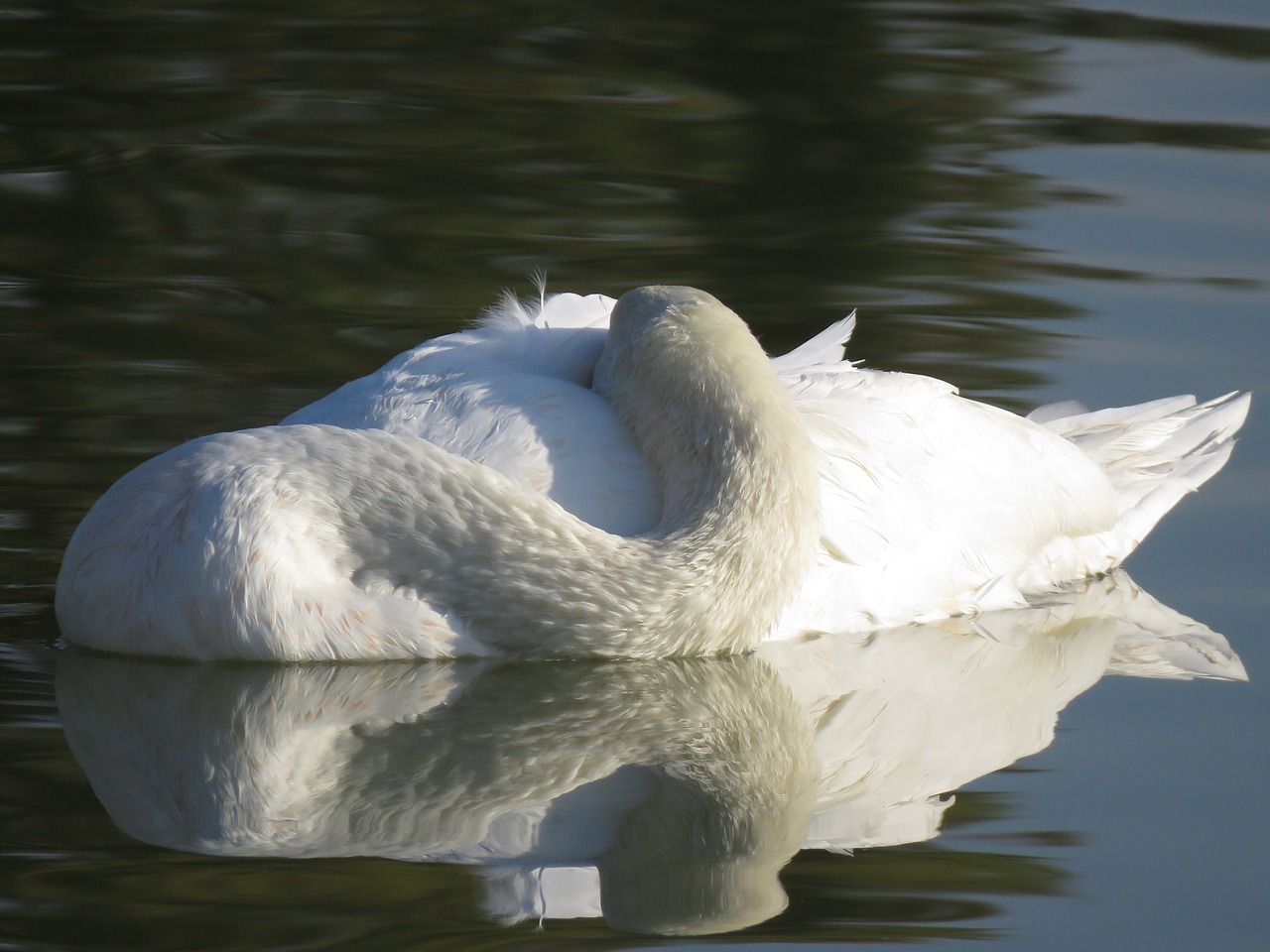 swan  white  water free photo