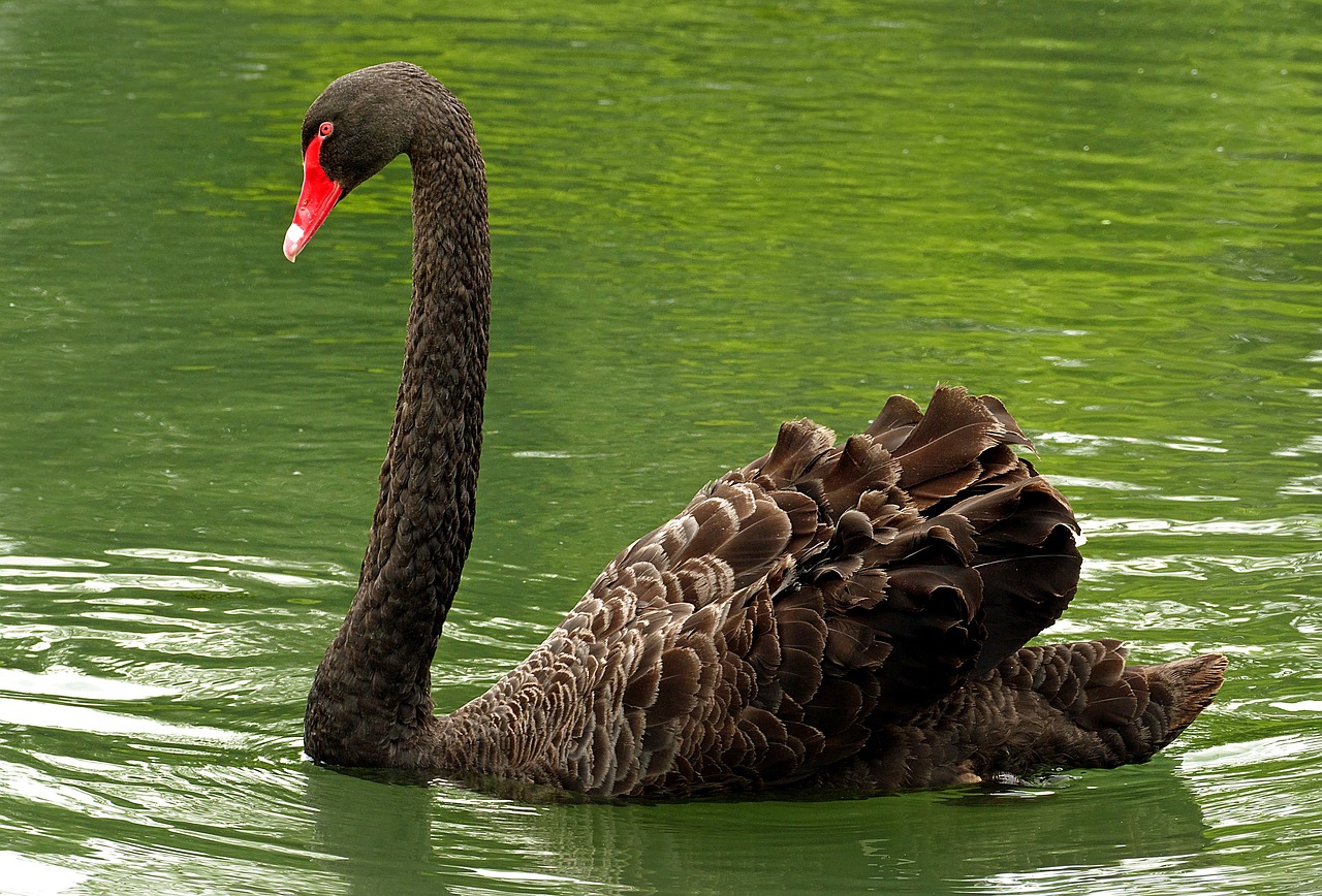 swan  black  bird free photo