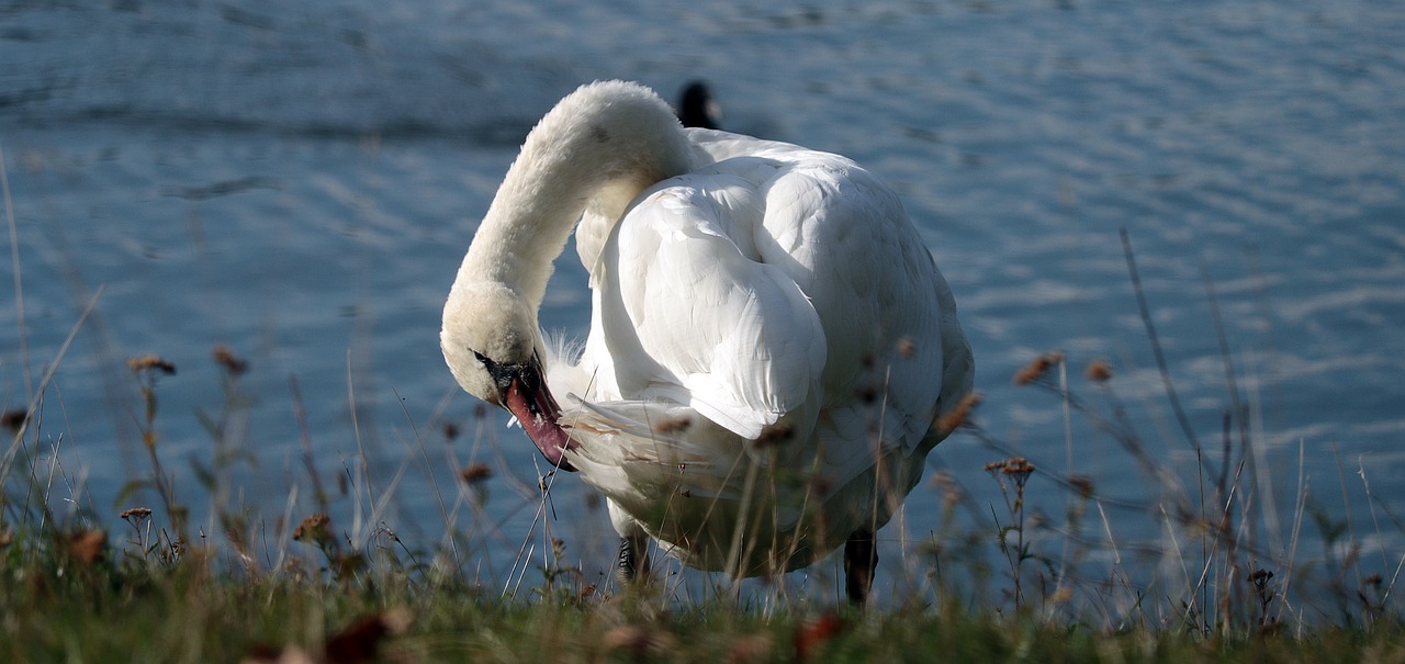 swan  water  nature free photo