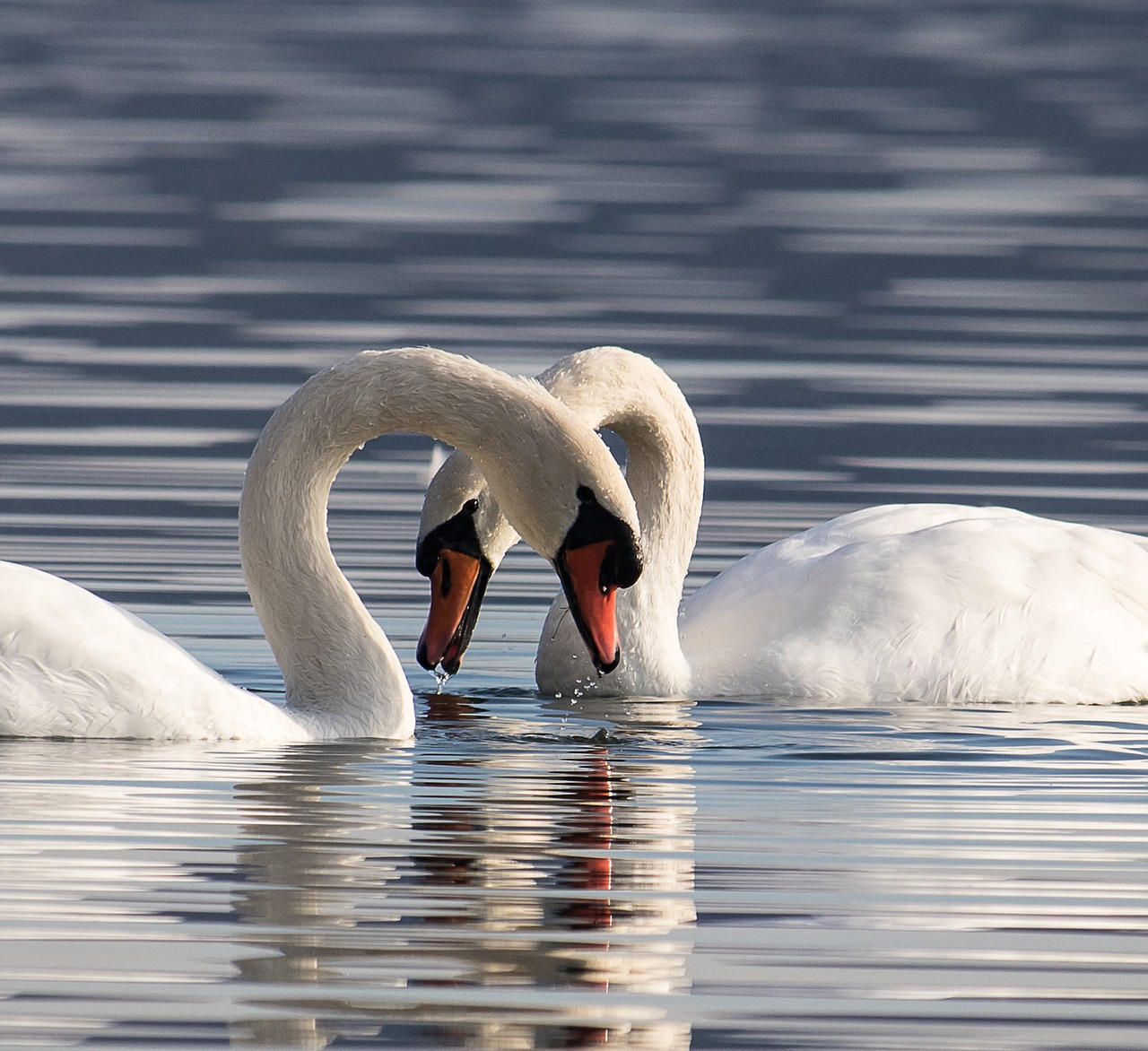 swan  swans  bird free photo
