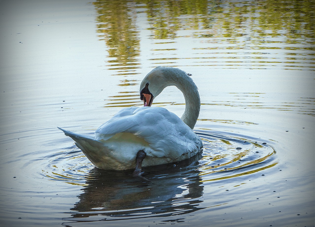 swan  ave  white free photo