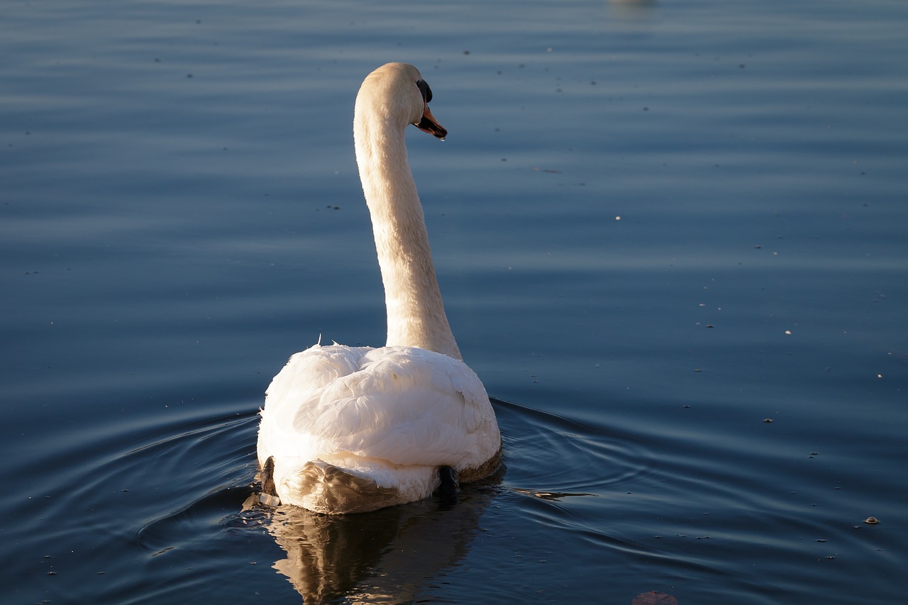 swan  water  swim free photo