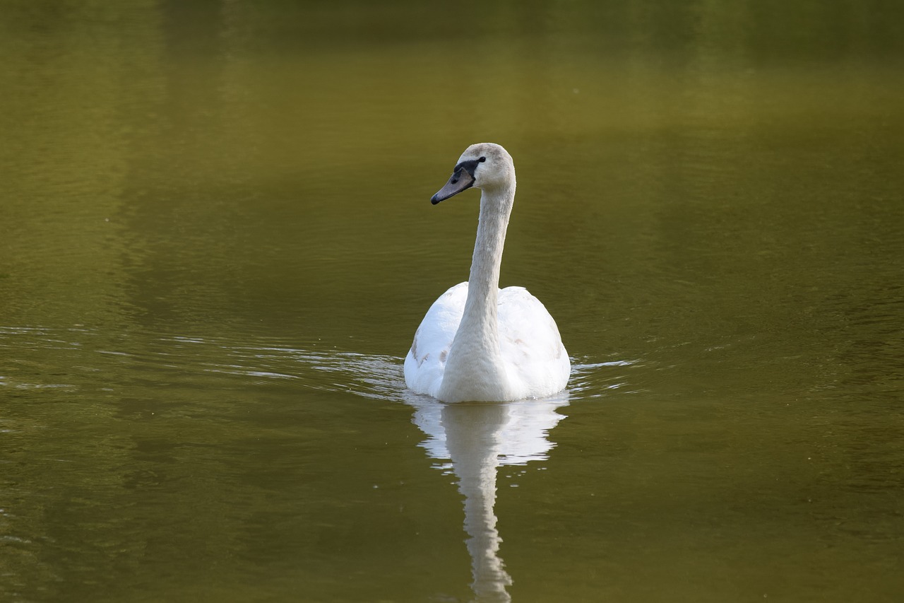 swan  white  bird free photo