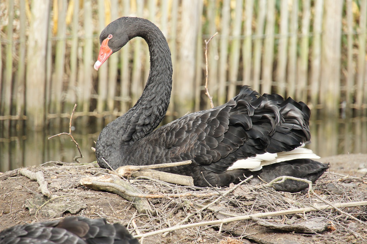 swan  nest  waterfowl free photo