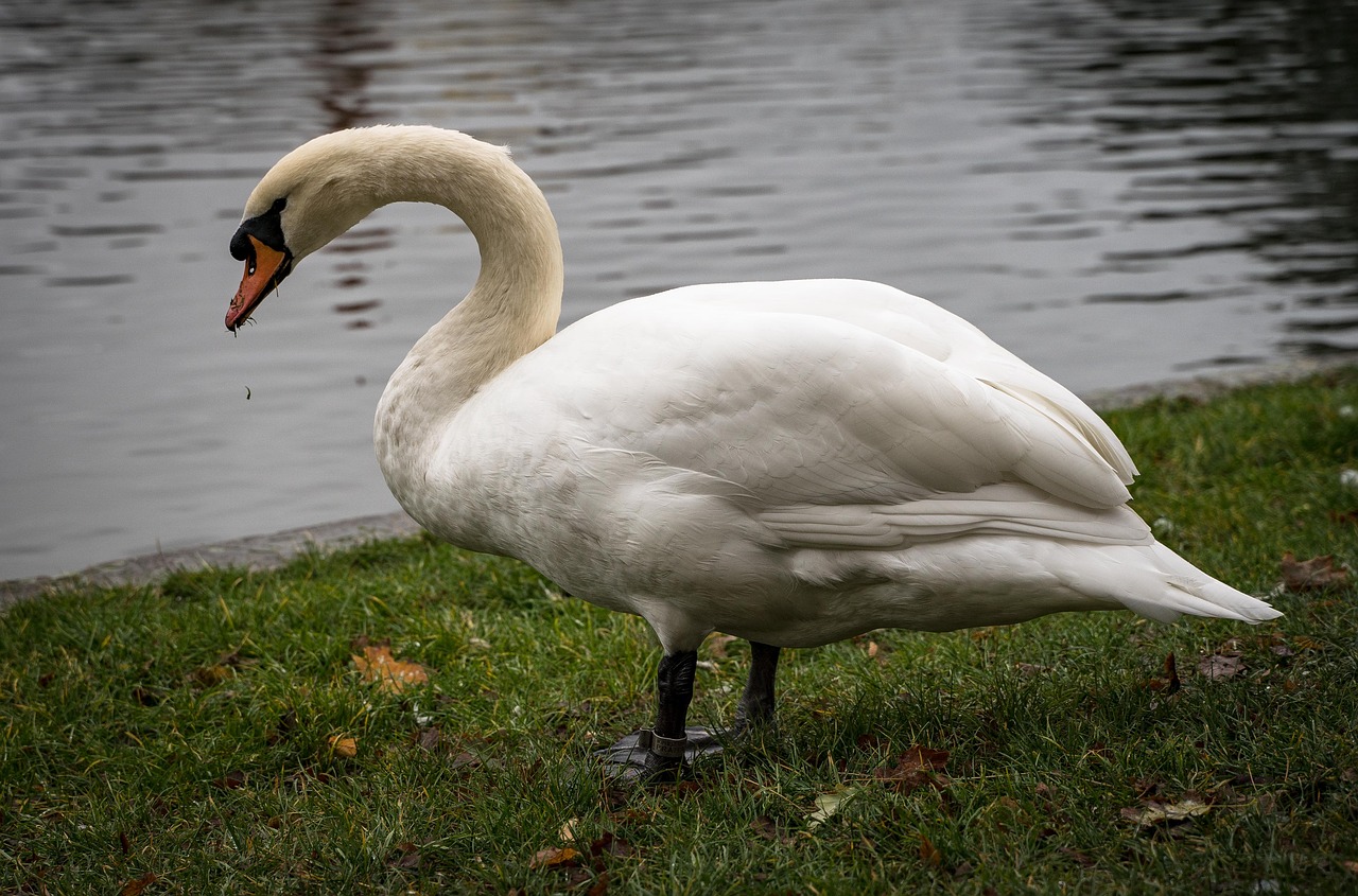 swan  white swan  macro free photo