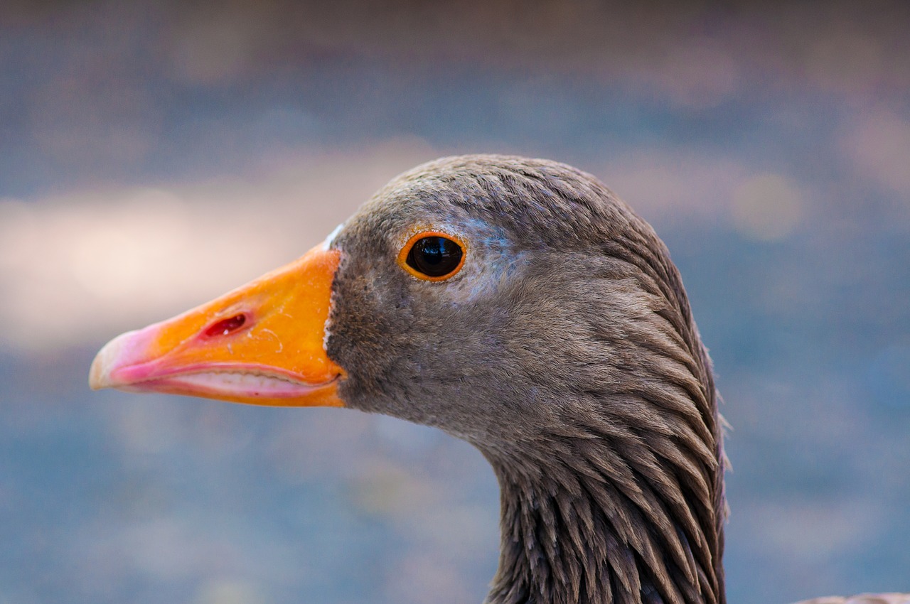 swan  goose  duck free photo