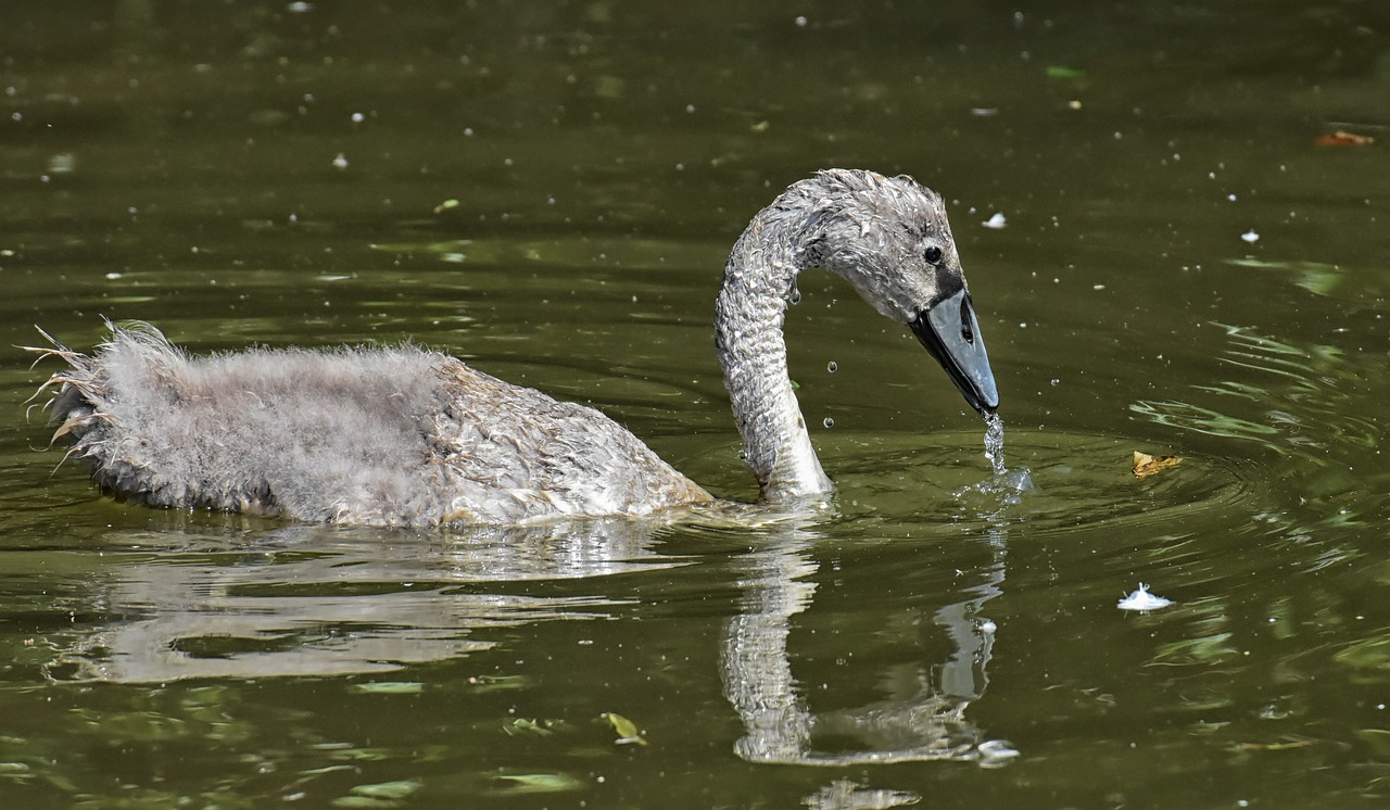 swan  young animal  water bird free photo