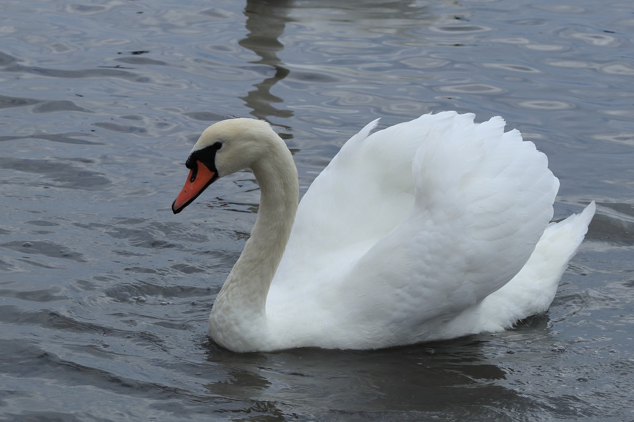 swan  mute  white free photo