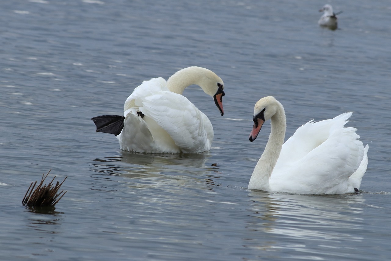 swan  mute  white free photo