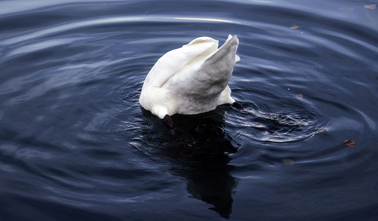 swan  bird  water free photo