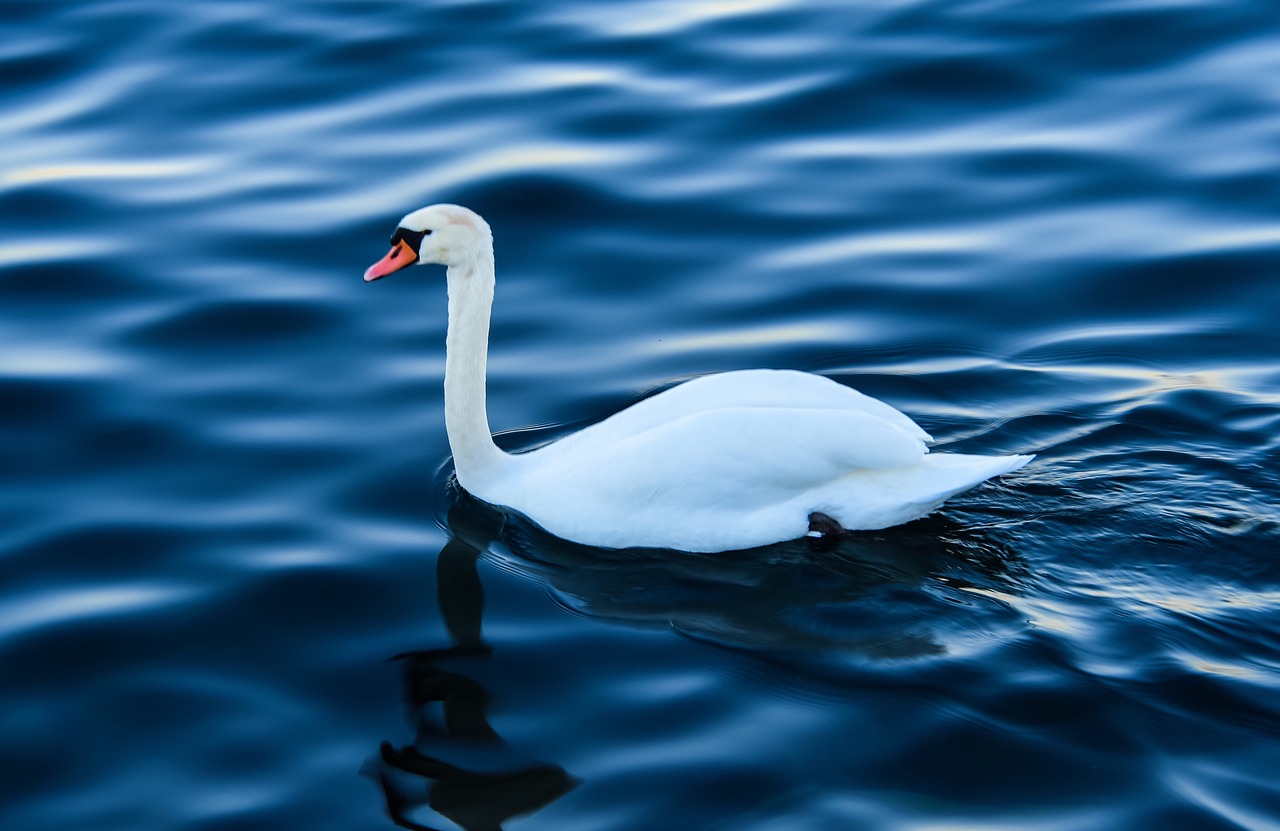 swan  lake  nature free photo