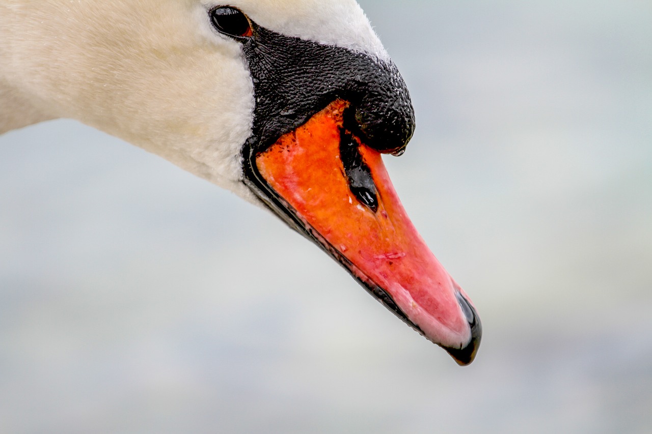 swan  head  animal world free photo