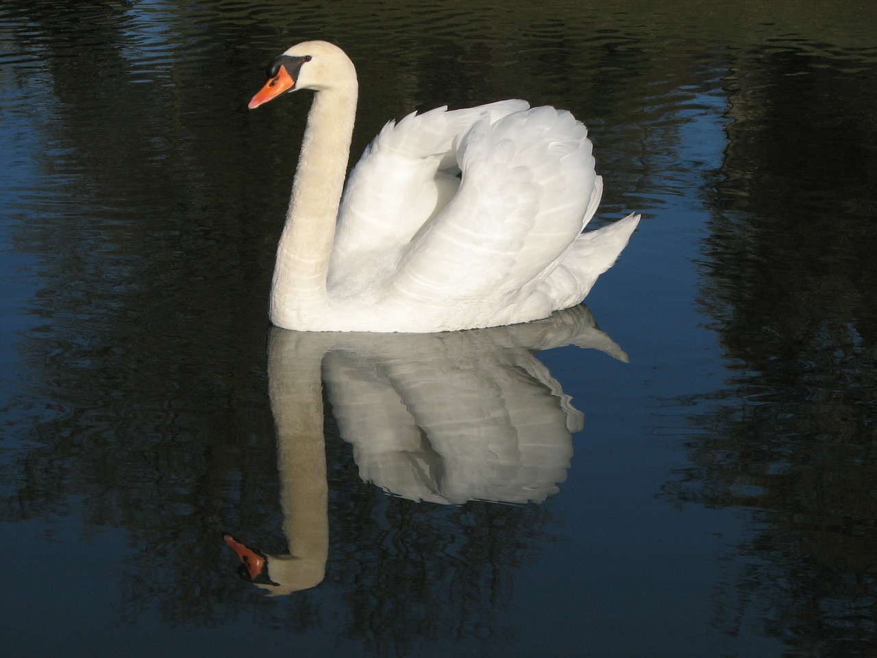 swan bird white free photo