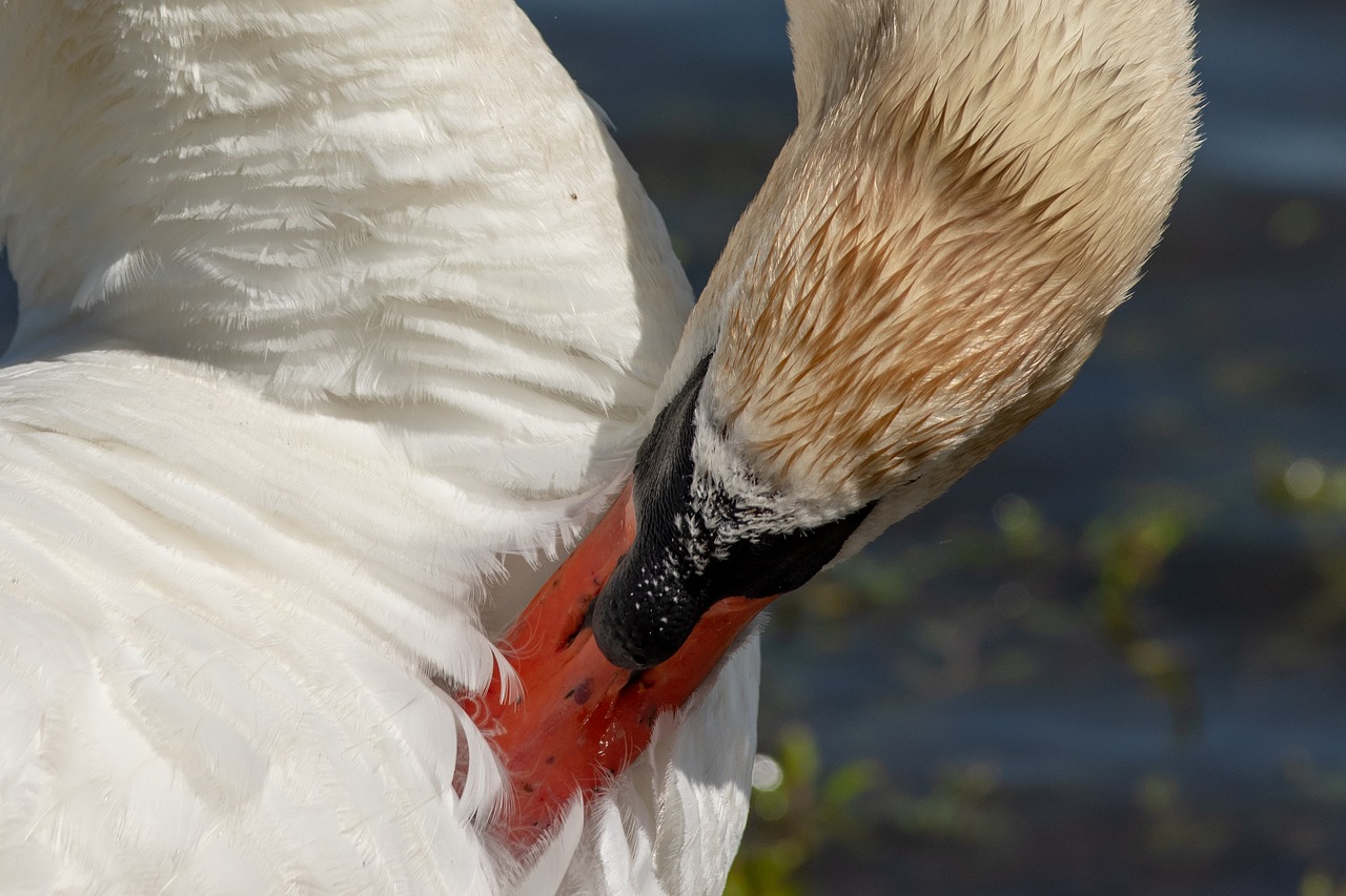 swan  bird  waterfowl free photo