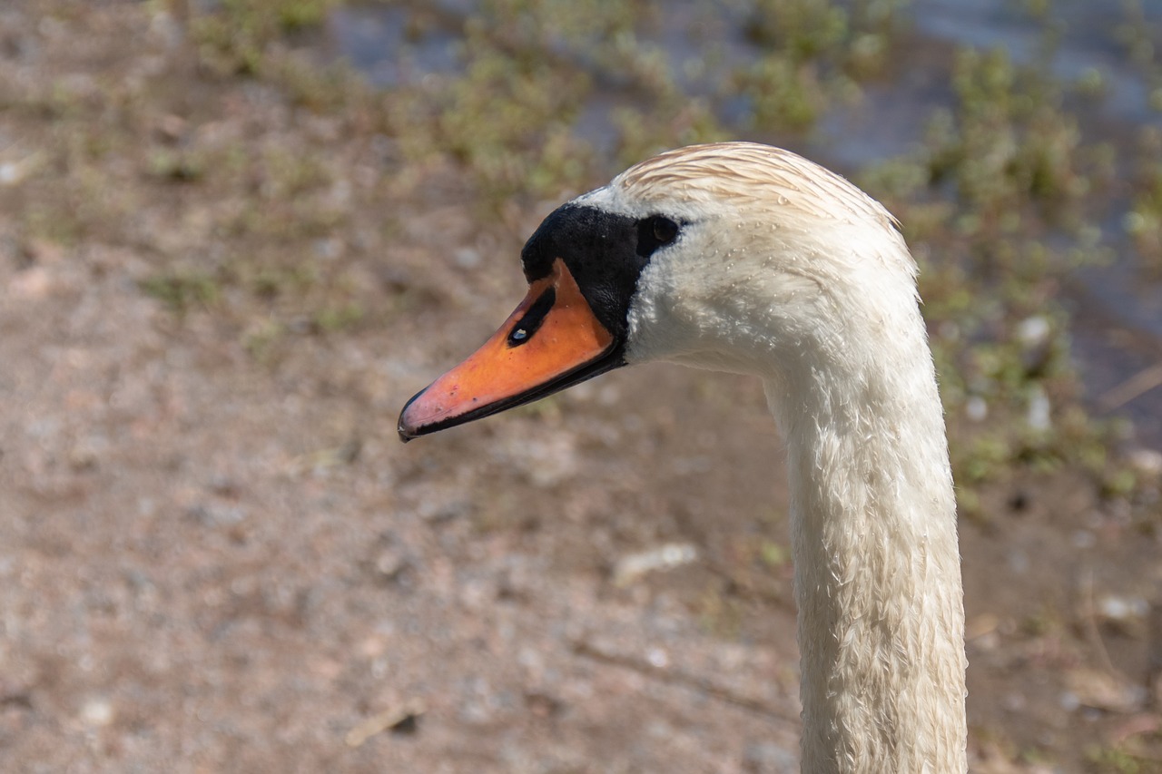 swan  waterfowl  water free photo