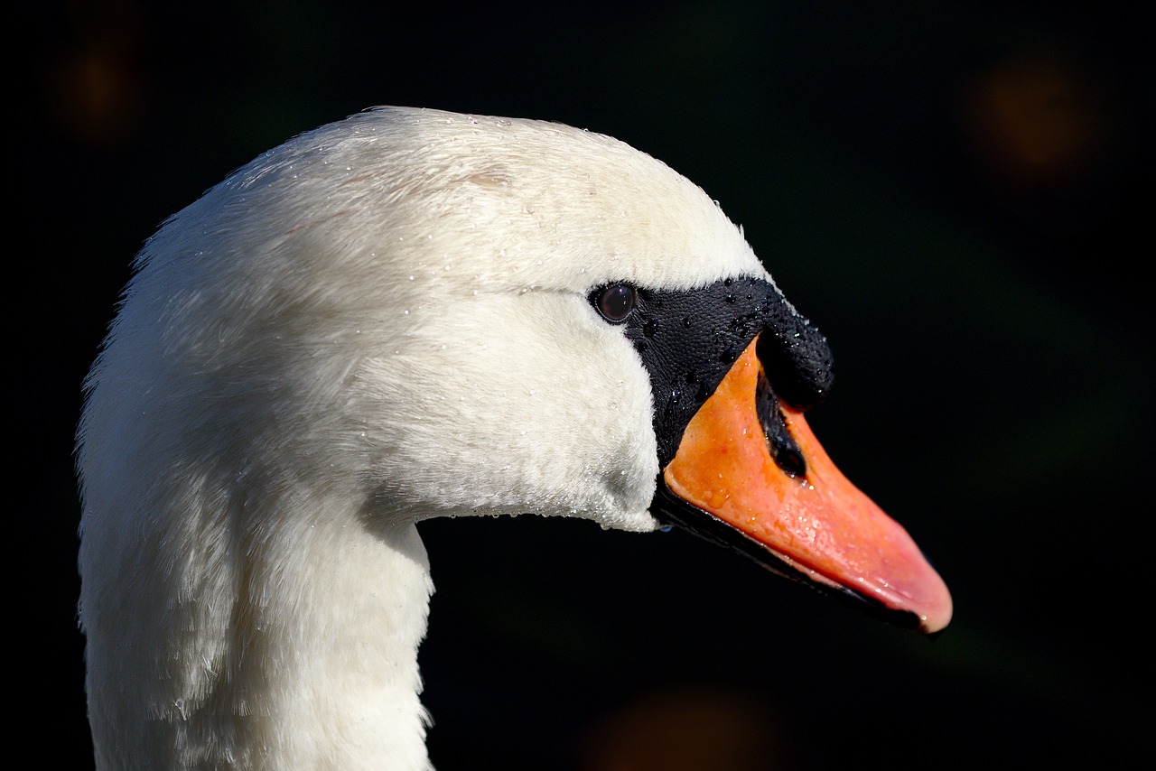 swan  water bird  bird free photo