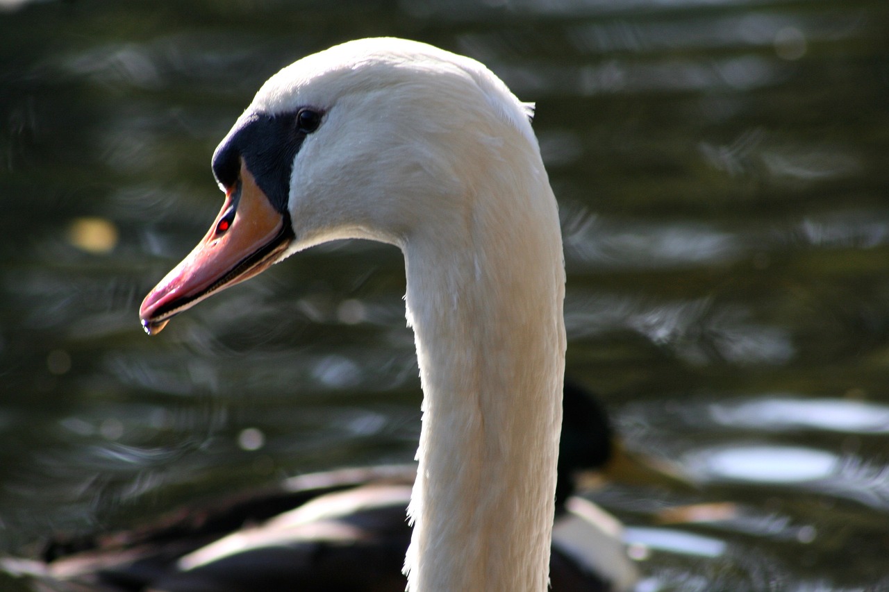 swan  bill  water bird free photo