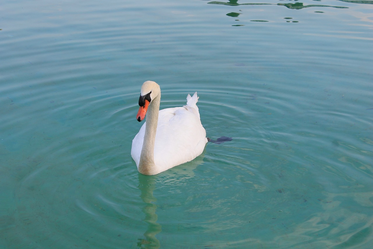 swan beautiful bird free photo