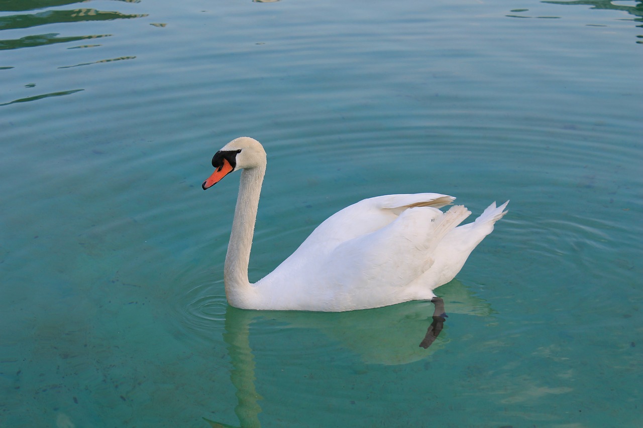 swan bird graceful free photo