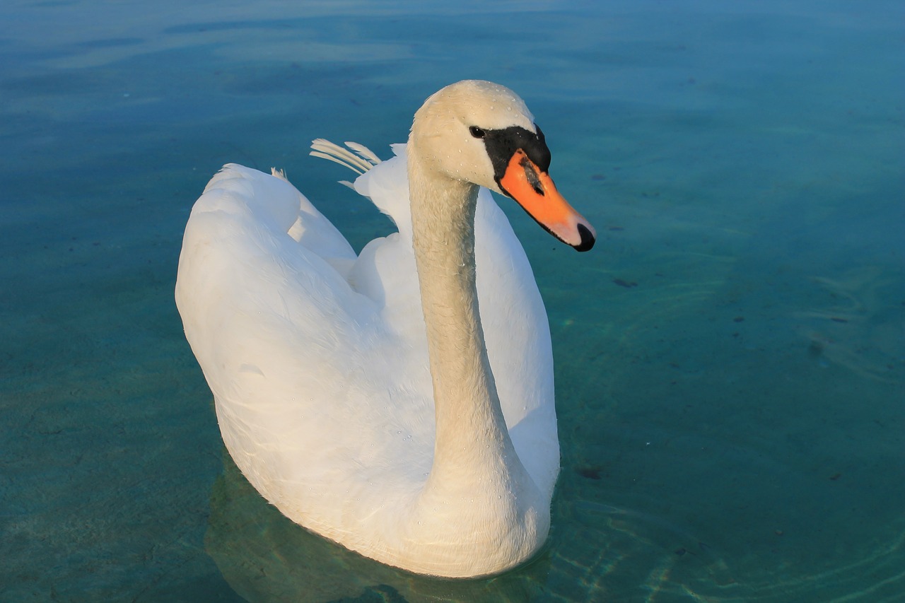 swan beautiful bird free photo