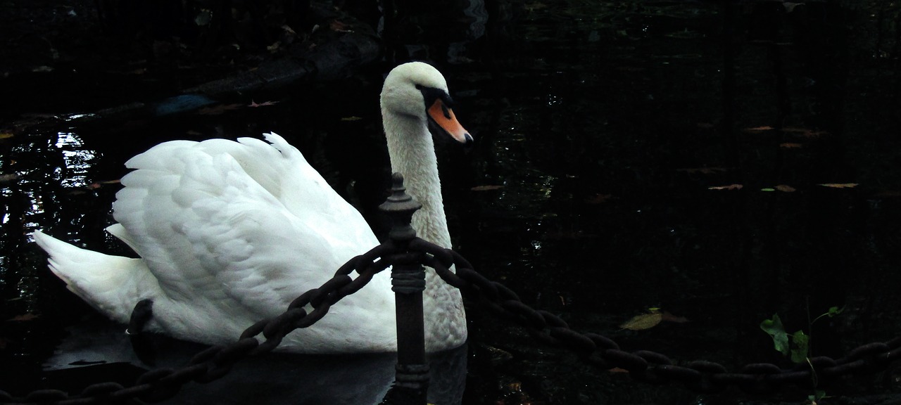 swan  pond  nature free photo