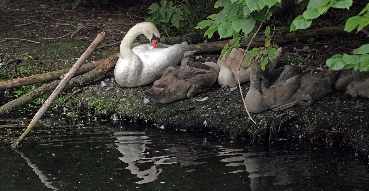 swan  bird  family free photo