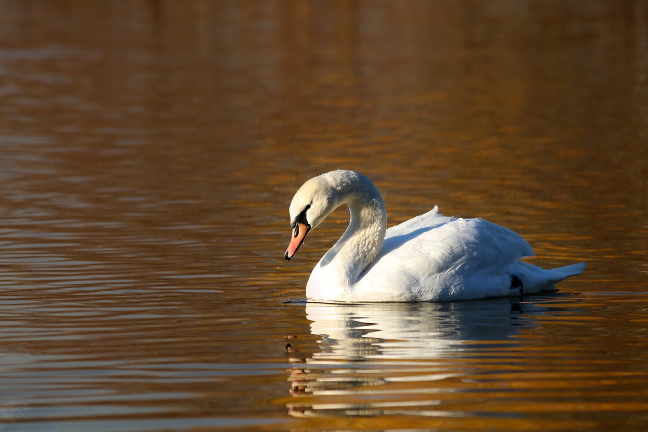 swan  bird  reflection free photo