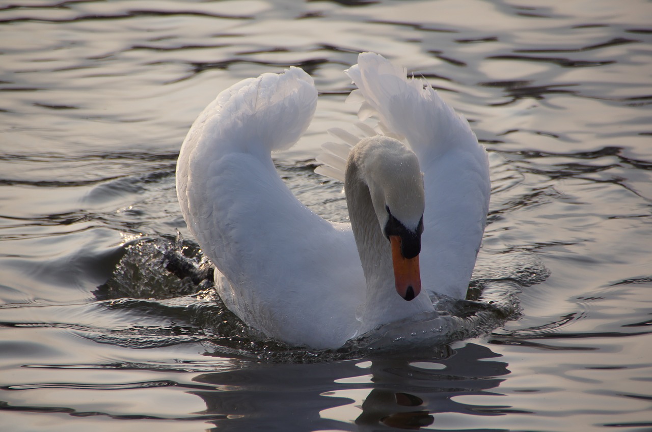 swan water wave free photo