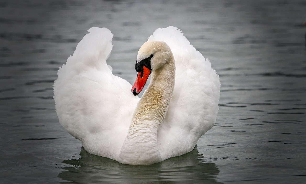 swan  animal world  water free photo