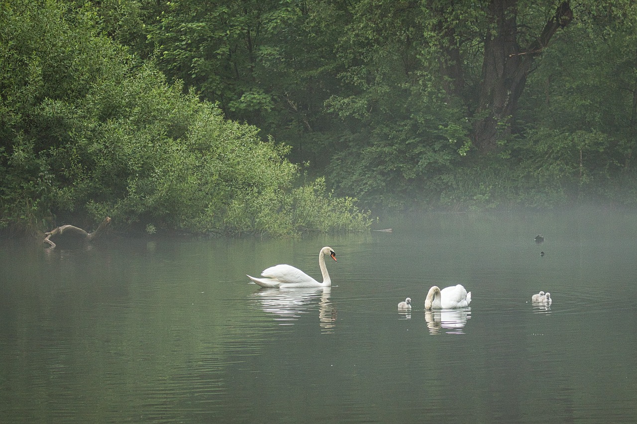 swan  lake  water free photo