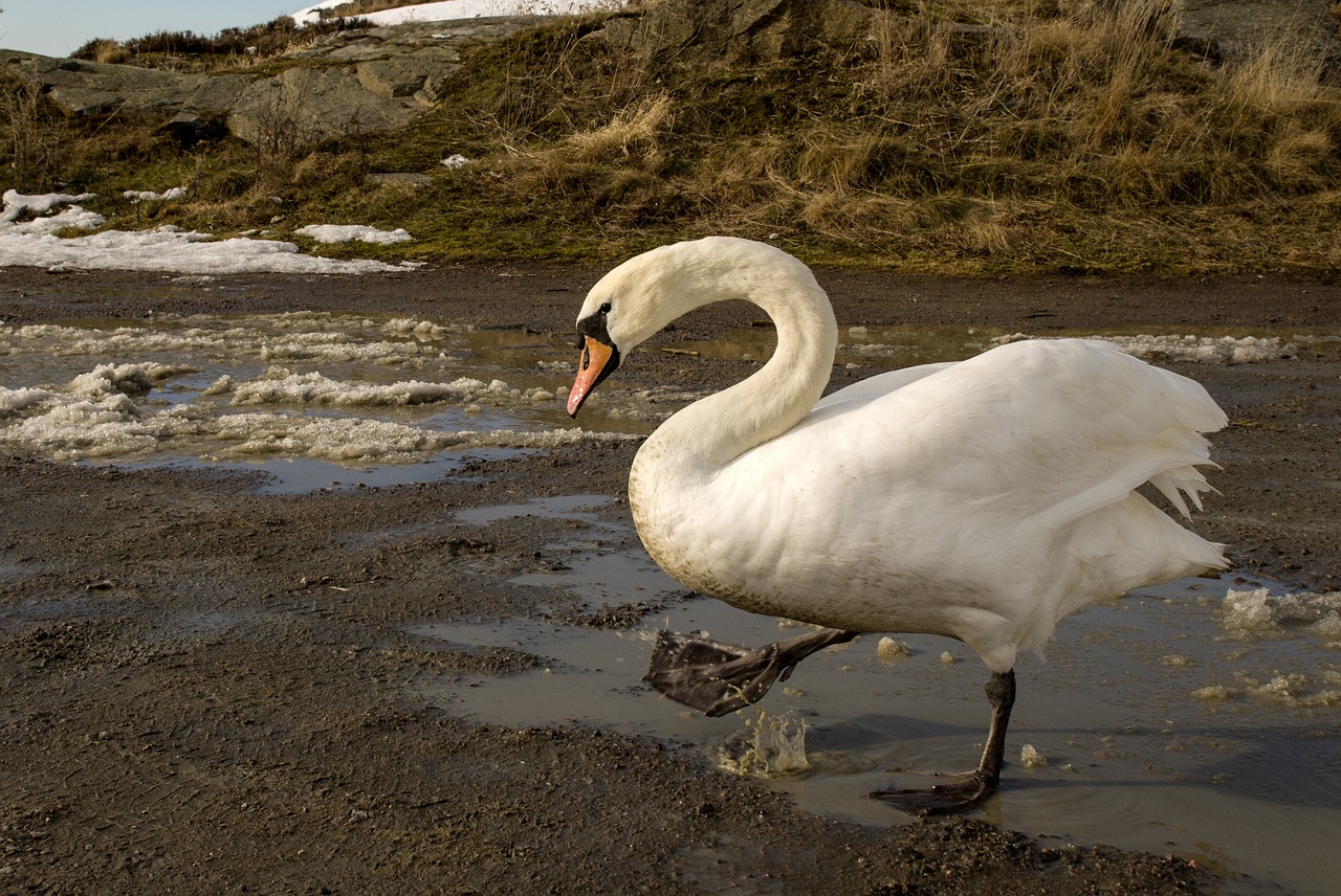 swan  nature  animals free photo