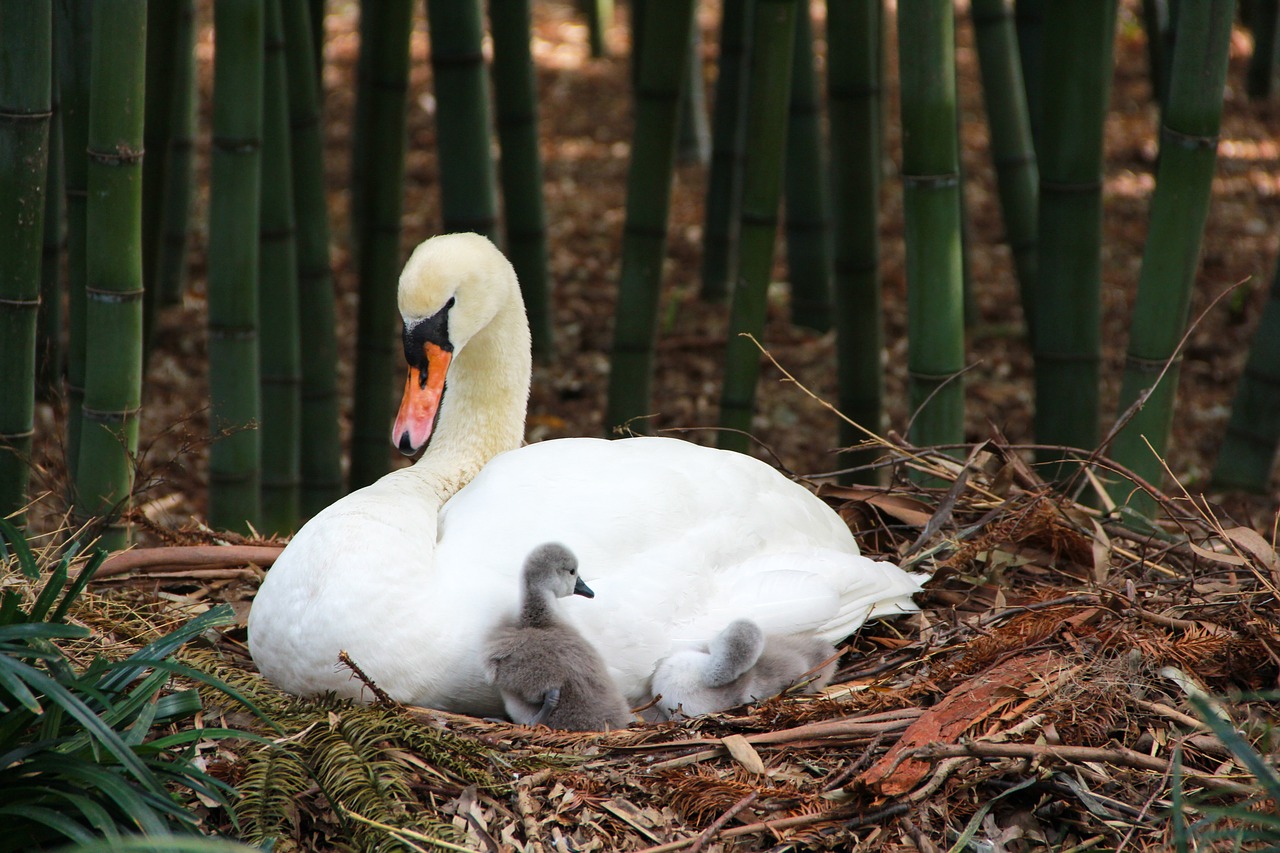 swan  young swans  nature free photo