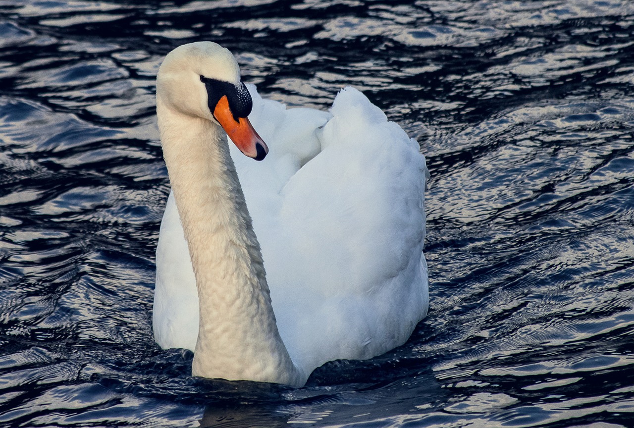 swan  bird  white free photo