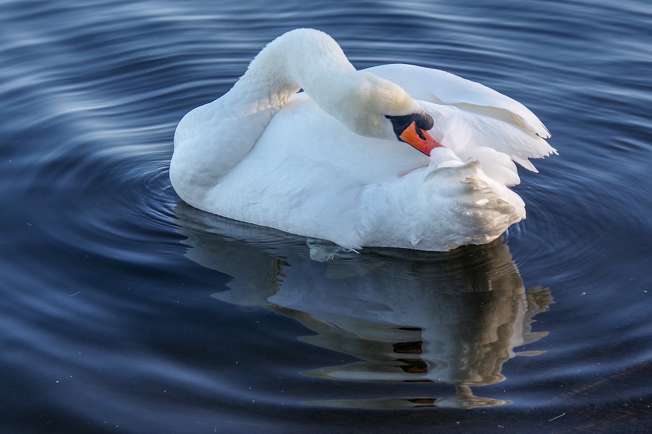 swan  winter  water birds free photo