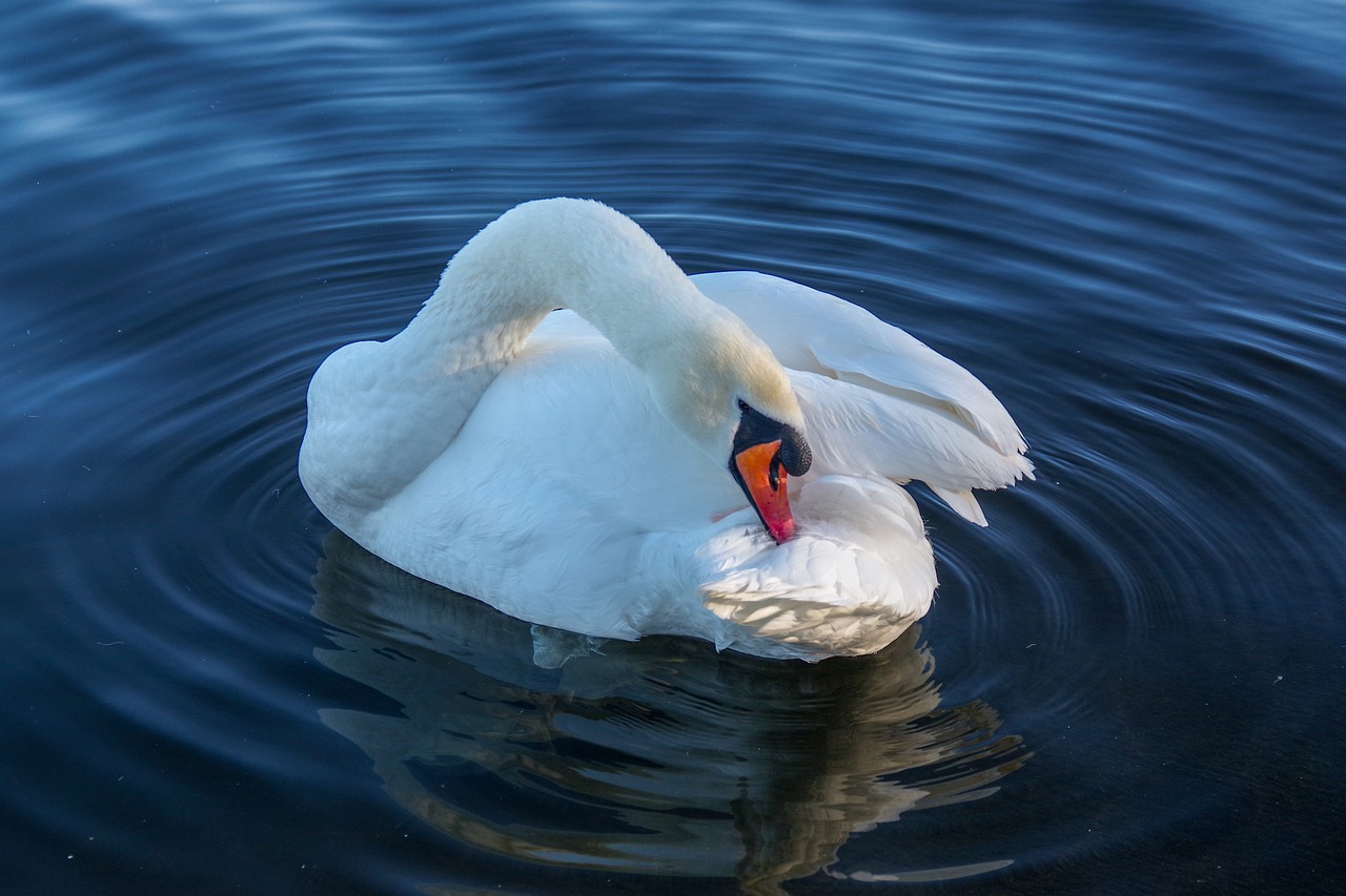 swan  winter  feathers free photo