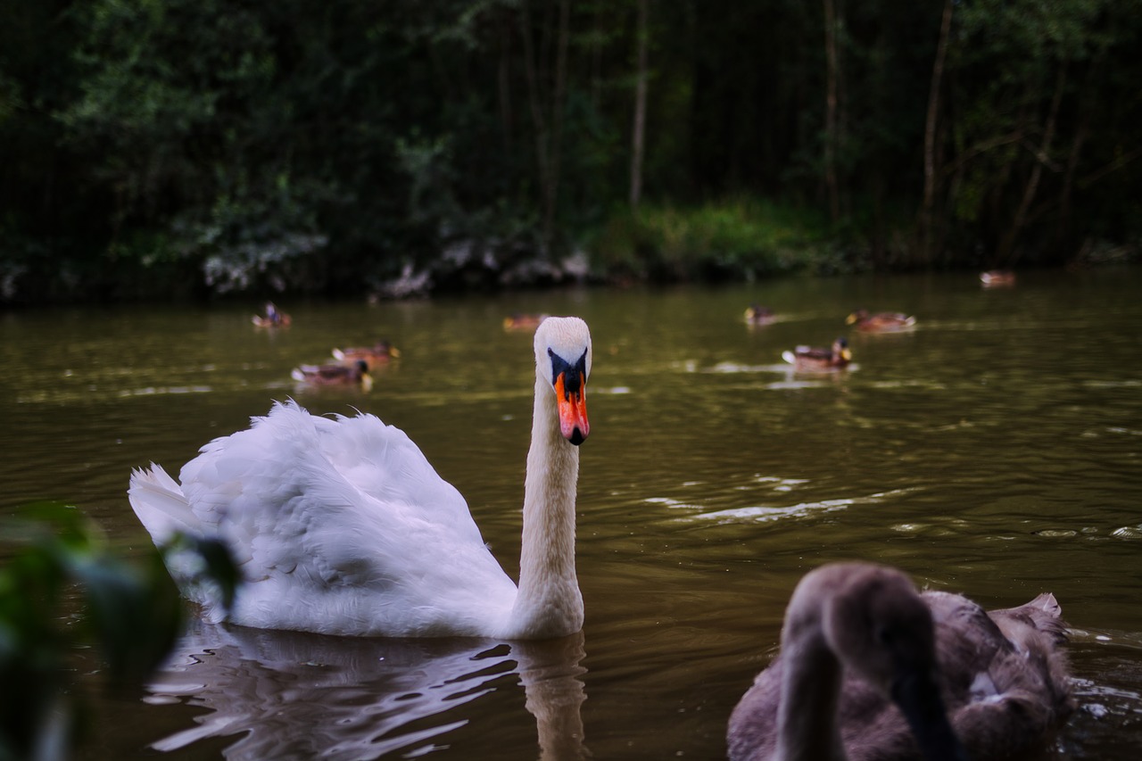 swan  water  animal free photo