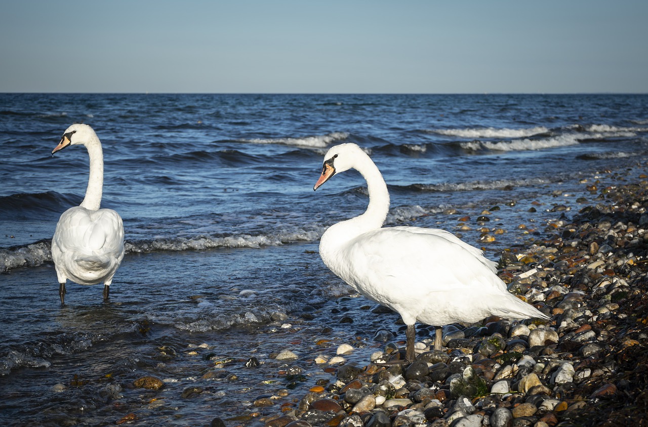 swan  bird  plumage free photo