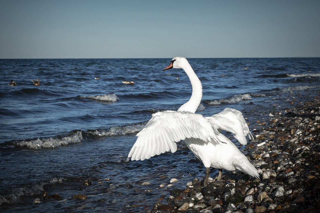 swan  bird  plumage free photo