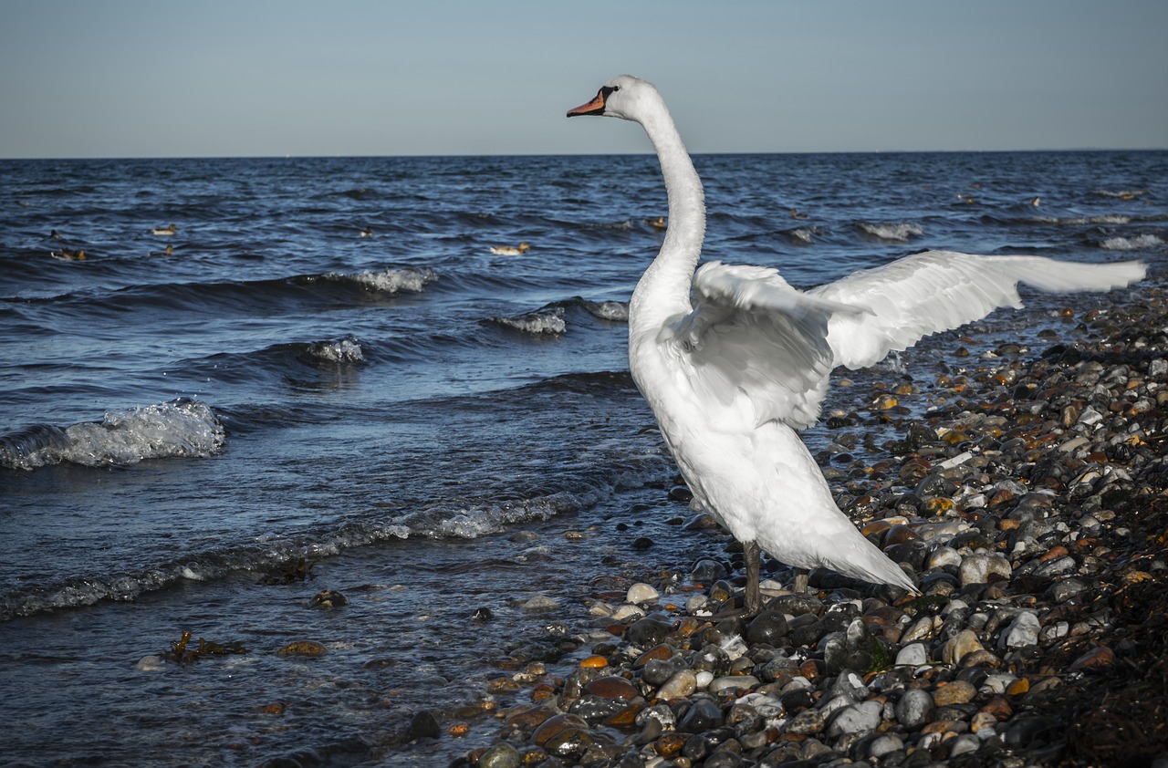 swan  bird  plumage free photo